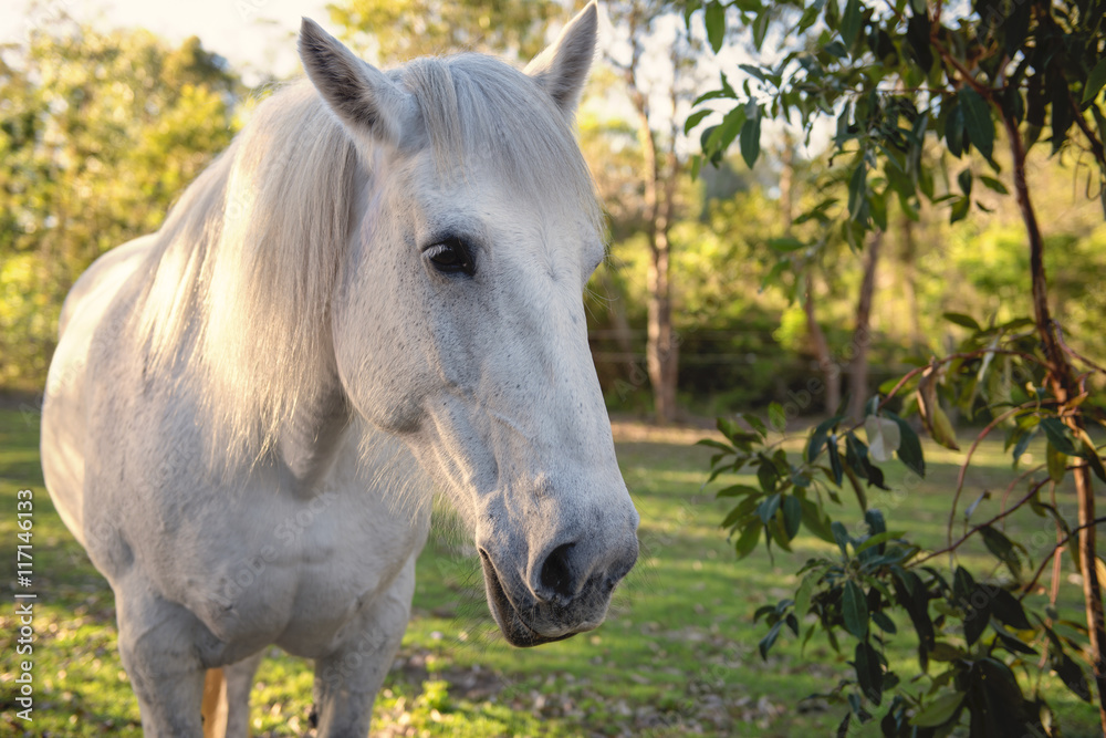Horse in the paddock during the day Horse in the paddock during the day