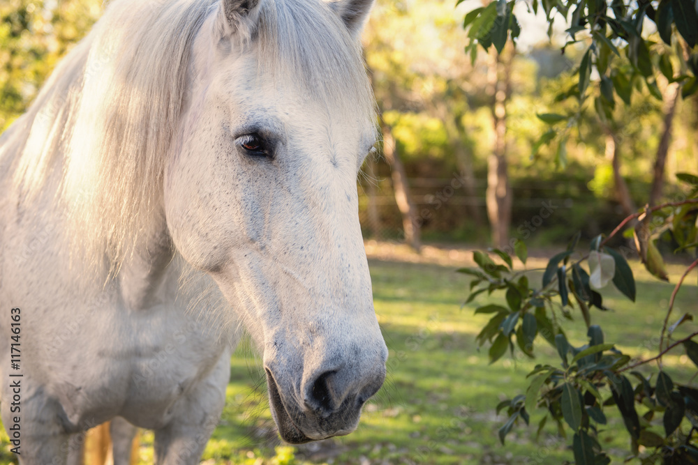 Naklejka premium Horse in the paddock during the day