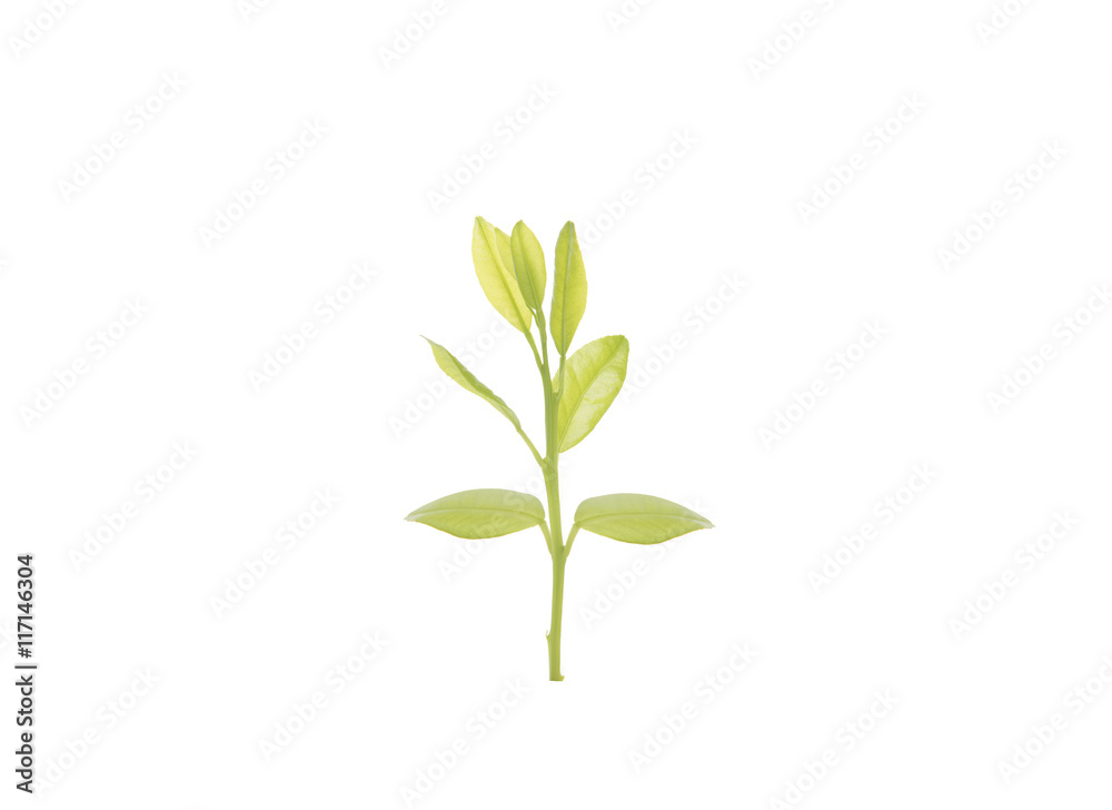 plant tree seedling isolated on white background. plant tree seedling isolated on white background.