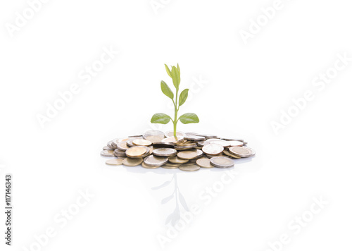 Growing tree on stack coin isolated on white background.