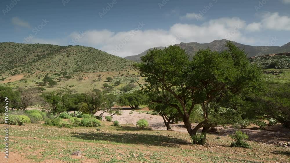 beautiful argan tree in morocco beautiful argan tree in morocco