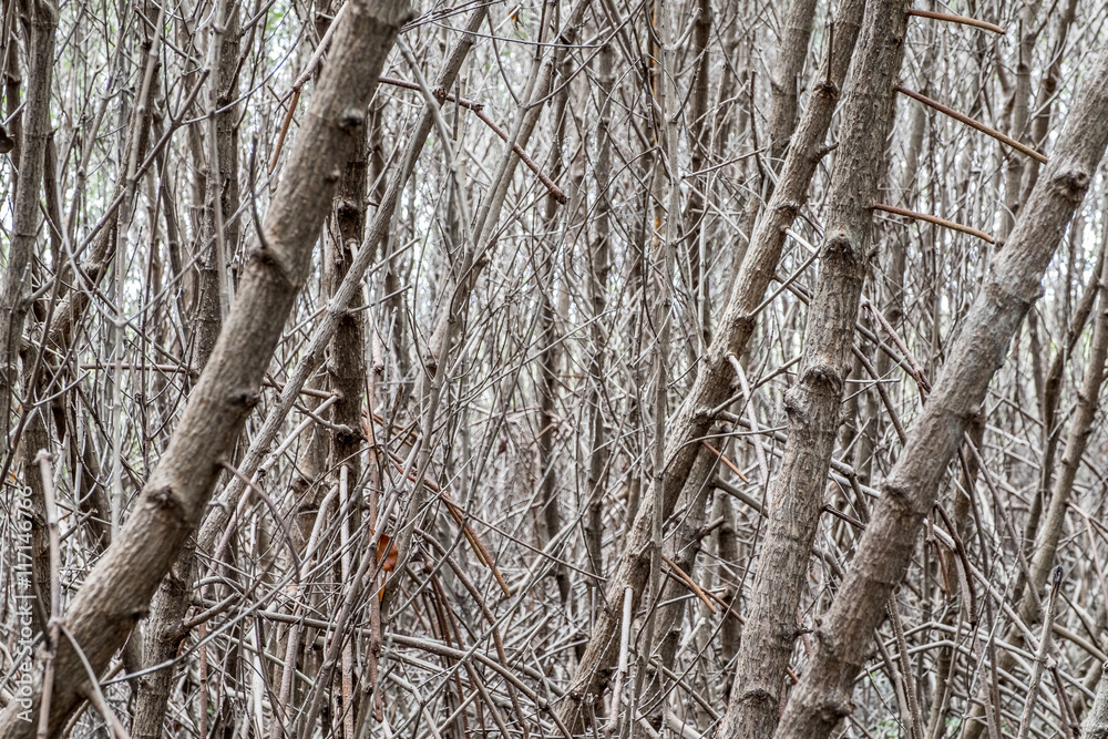 Close up tree branch Mangrove forest in dark tone color,Nature t Close up tree branch Mangrove forest in dark tone color,Nature t