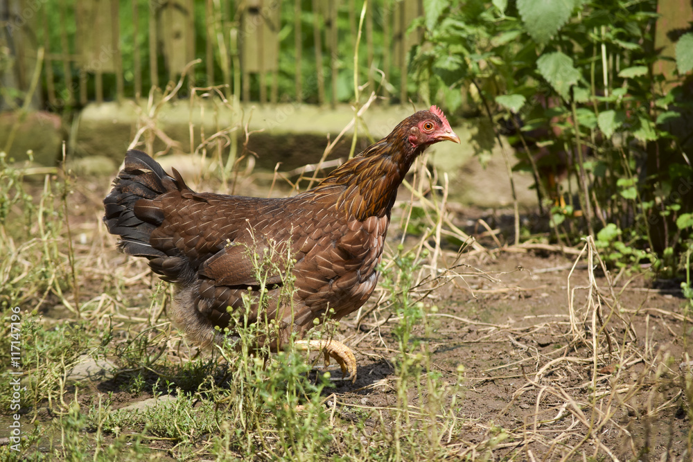 young chicken on the farm young chicken on the farm