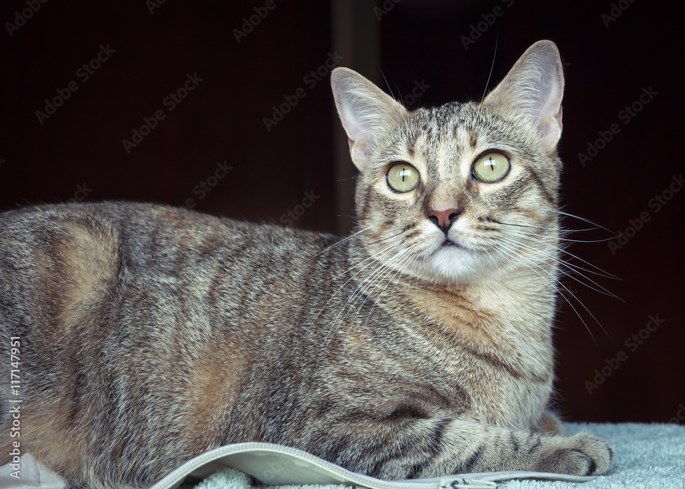 Beautiful grey tabby cat