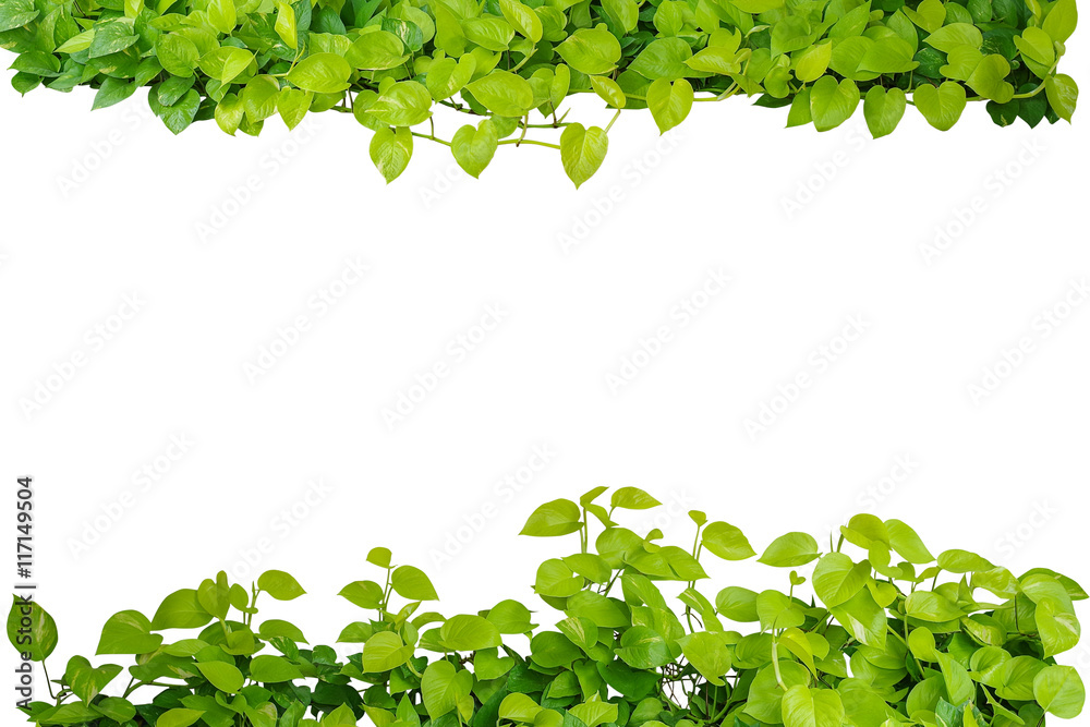 Heart shaped green yellow leaves vines of devils ivy or golden pothos (Epipremnum aureum) plant bush nature frame isolated on white background Heart shaped green yellow leaves vines of devils ivy or golden pothos (Epipremnum aureum) plant bush nature frame isolated on white background