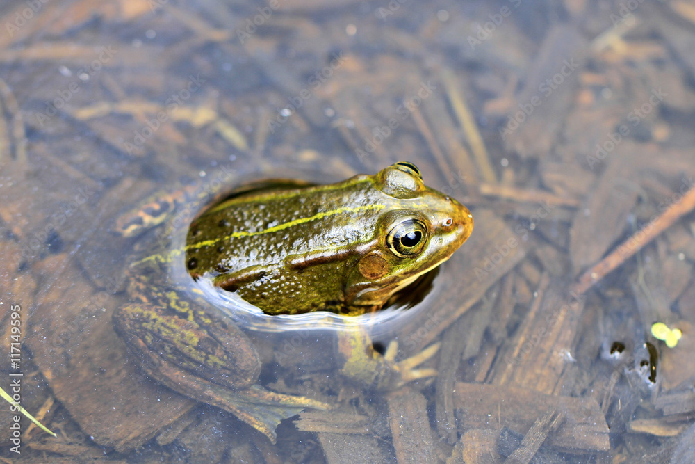 Frosch Frosch