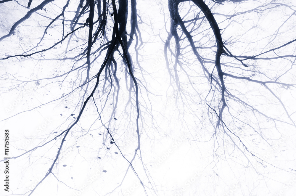 Fotografia spooky abstract tree branches background