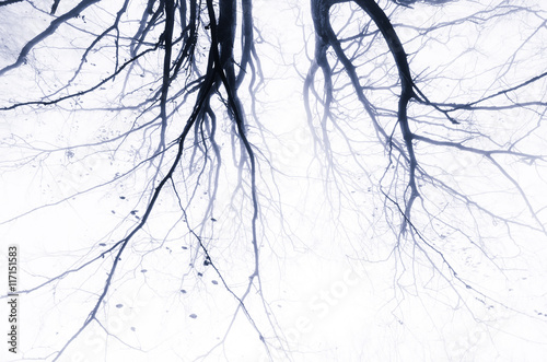 Fotografering spooky abstract tree branches background