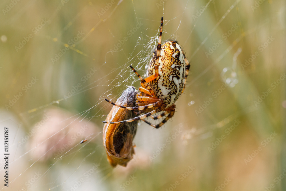 Aculepeira ceropegia. Araña de hoja de roble, Araña orbitela acuminada, con una presa. Aculepeira ceropegia. Araña de hoja de roble, Araña orbitela acuminada, con una presa.