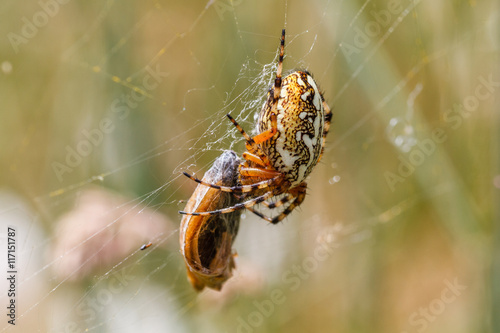 Aculepeira ceropegia. Araña de hoja de roble, Araña orbitela acuminada, con una presa.