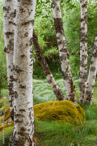 Troncos de Abedul pubescente. Betula pubescens. photo