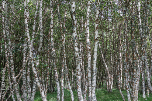 Troncos de Abedul pubescente. Betula pubescens.