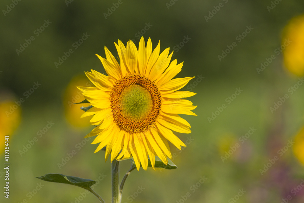 Sonnenblumen Sonnenblumen