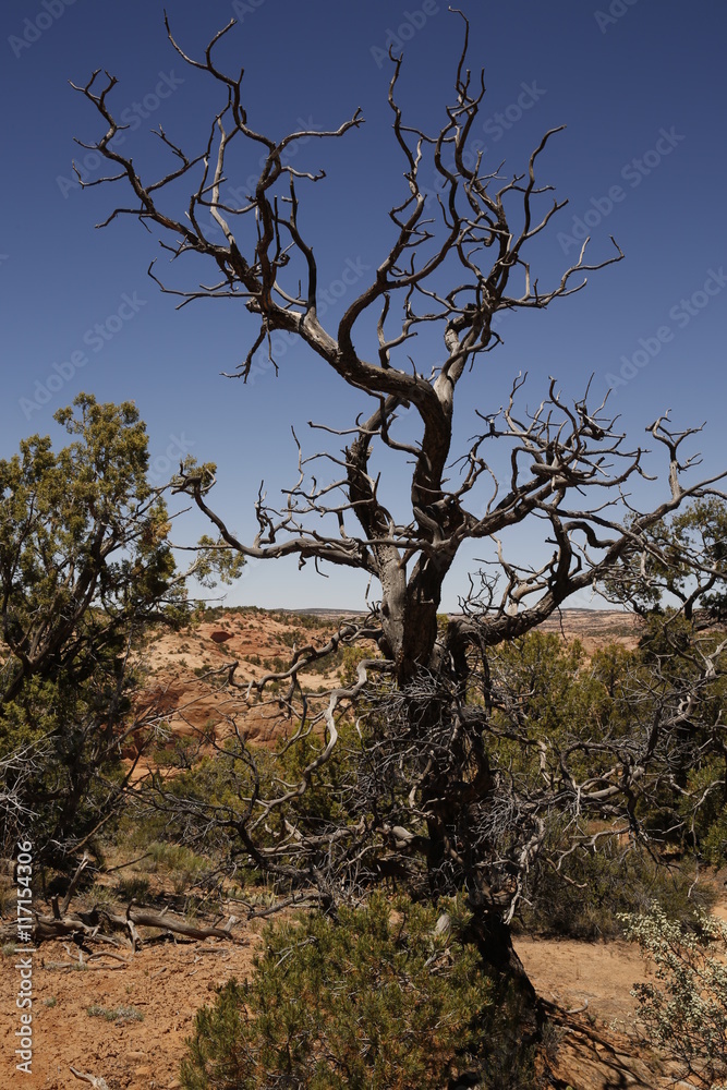 Fototapeta premium Árbol quemado en Arizona, Estados Unidos.