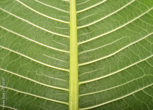  Background Plumeria Leaves