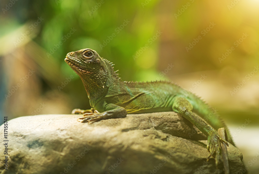 Fototapeta premium Portrait of Chinese water dragon. Physignathus cocincinus.