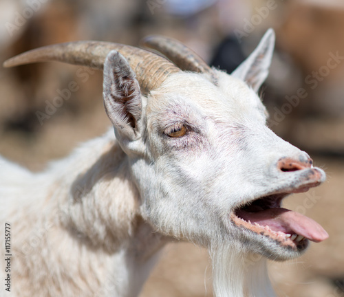 Close-up view of bleating goat.