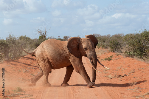 Elephant crossing the road.