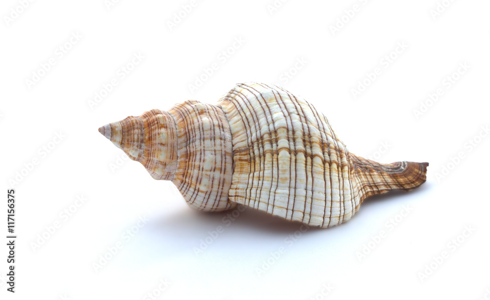 Seashell on a white background, close up Seashell on a white background, close up