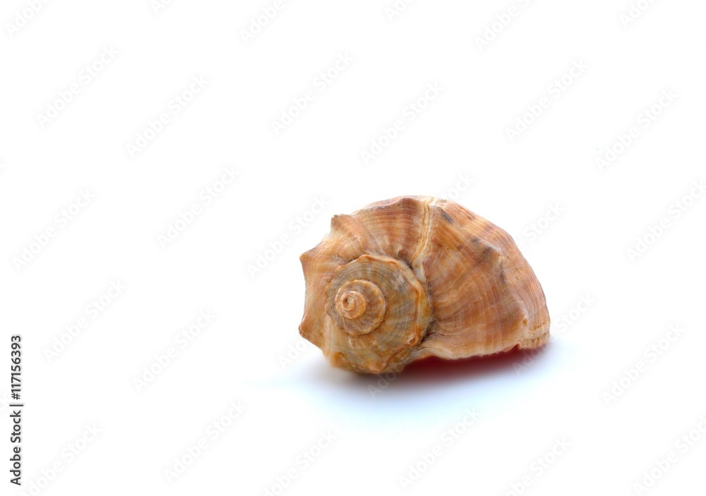 Seashell on a white background, close up Seashell on a white background, close up