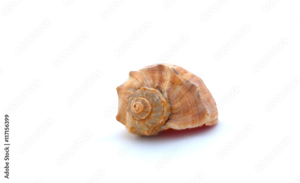 Seashell on a white background, close up Seashell on a white background, close up