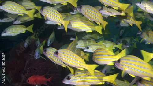 large school of fish Common Blue Stripe Snapper Maldives macro shots photo