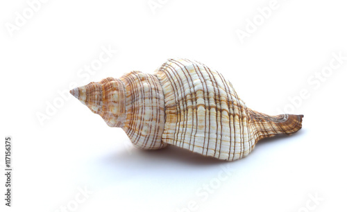 Seashell on a white background, close up