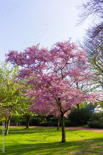 Beautiful park. Beautiful landscape. Garden