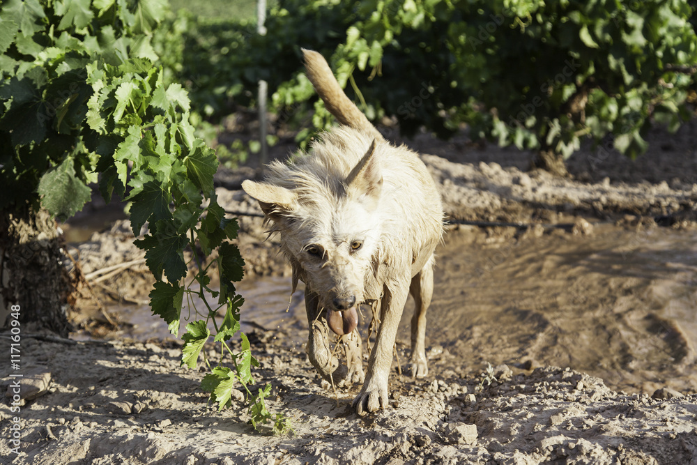 Fototapeta premium Dirty wet dog