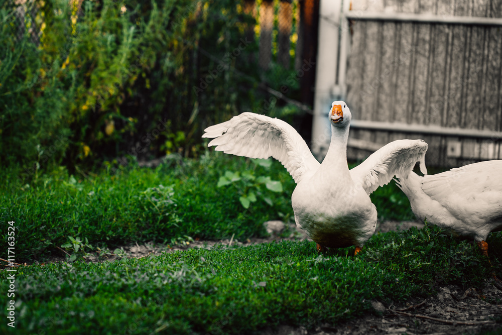 angry goose walking in the village on the lawn angry goose walking in the village on the lawn