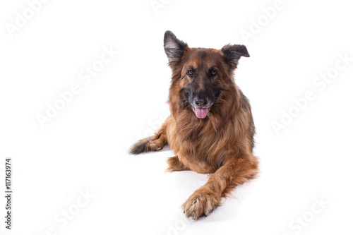german sheperd in white studio