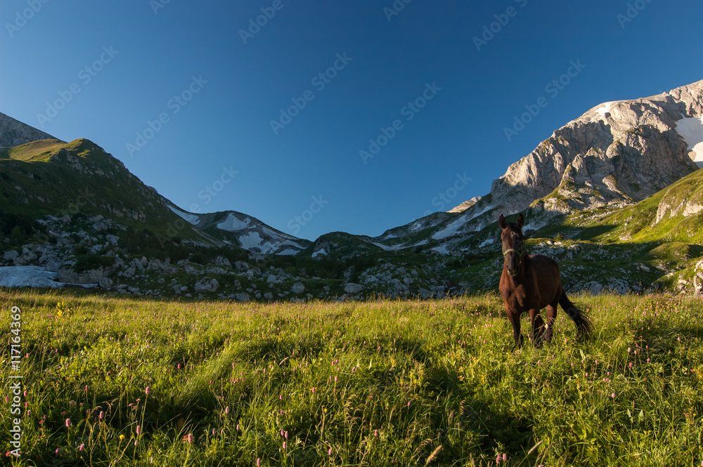 Horse with cocked ears gazing at strangers at the foot of mountain Pshekha su, Russia, Adygea