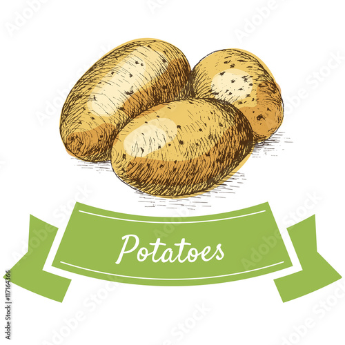Vector illustration colorful set with potatoes
