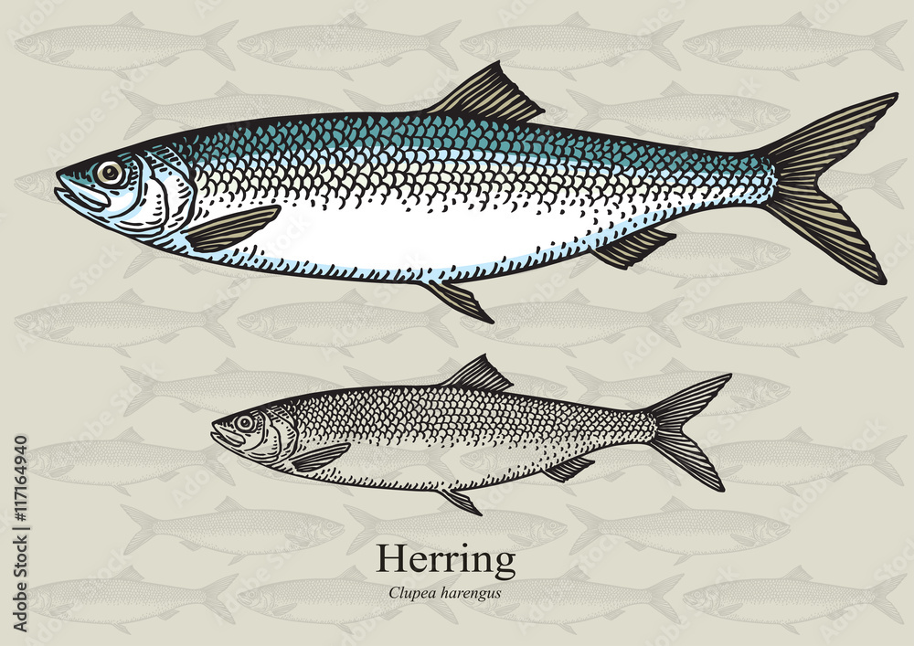 Herring Fish. Vector illustration for patterns and artwork in small