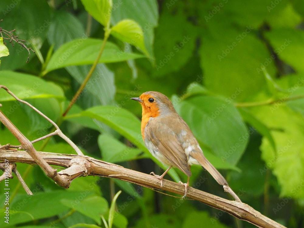 Robin(Erithacus rubecula) Robin(Erithacus rubecula)