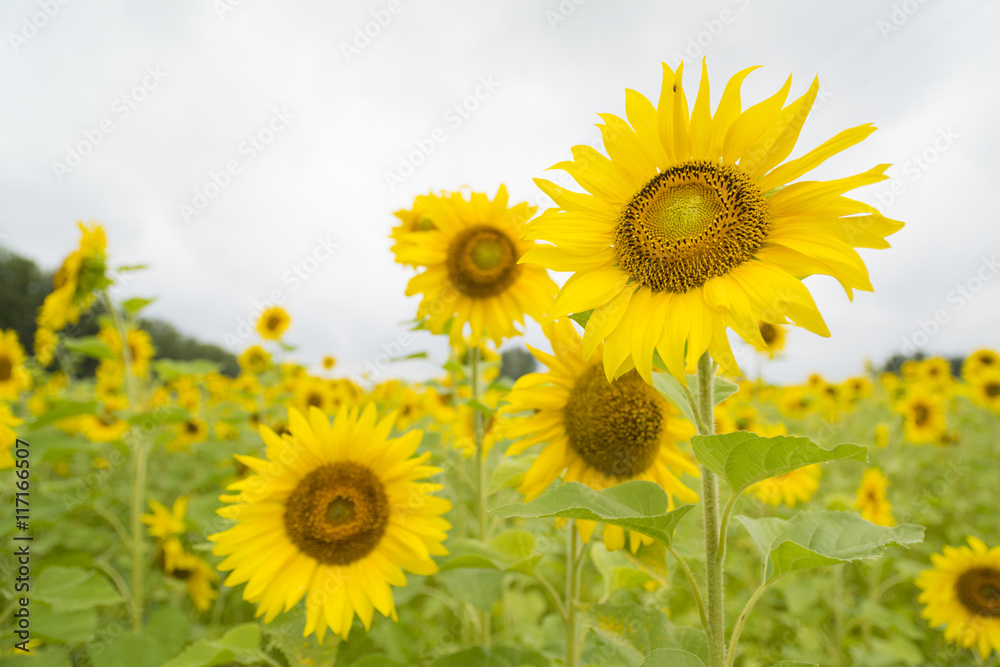 sunflowers