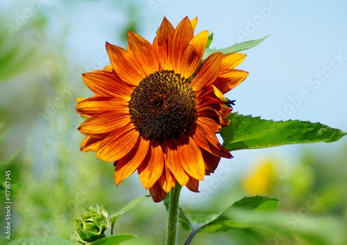 Fototapeta Naklejka Na Ścianę i Meble -  Beautiful ornamental sunflower - Helianthus - time sunflowers