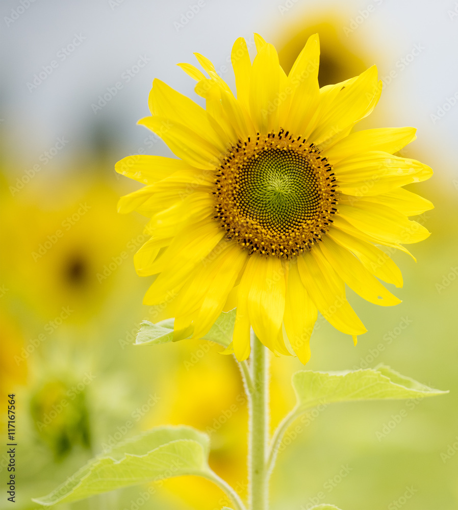 Obraz premium sunflowers