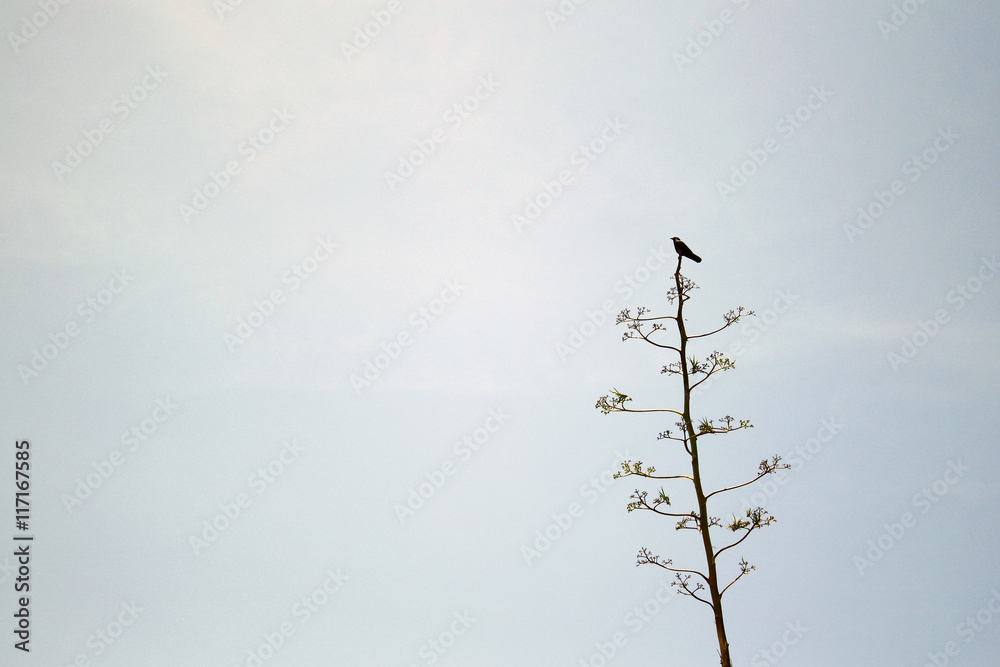 Obraz premium A black bird on an isolated tree.