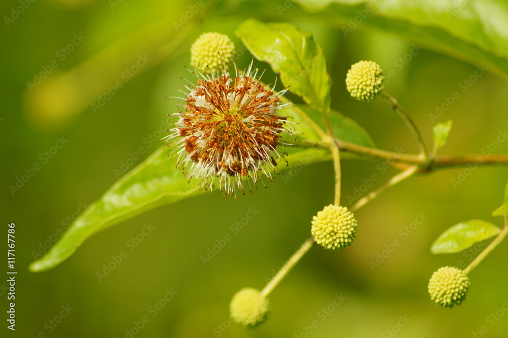 Cephalanthus occidentalis - selective focus
Cephalanthus occidentalis - selective focus