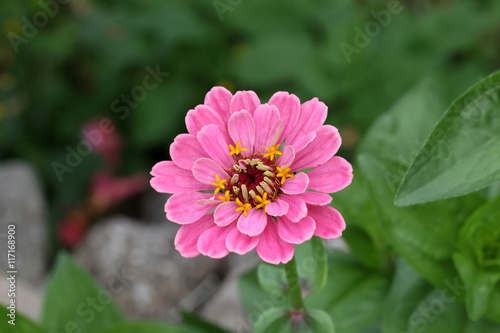 Zinnia