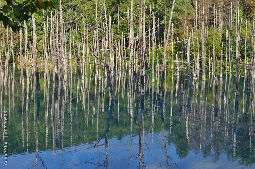 北海道の美瑛の青い池