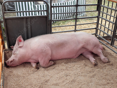 Boar. Agrotechnical Siberian Fair