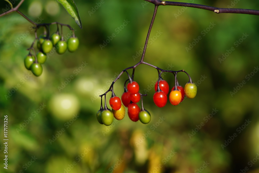 Obraz premium Solanum dulcamara - nightshade dulcamara