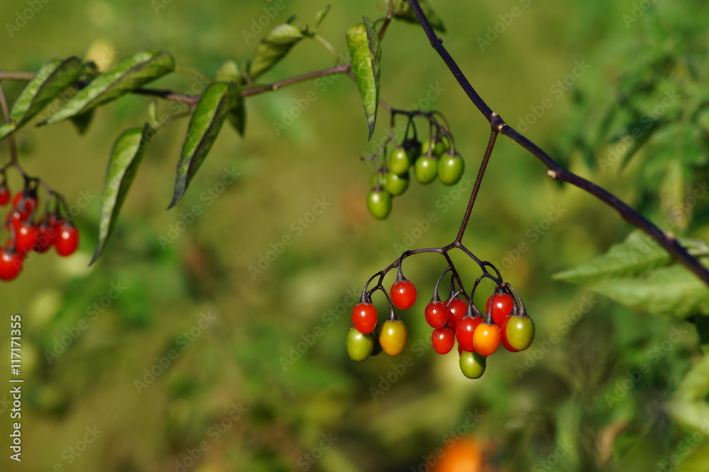 Solanum dulcamara - nightshade dulcamara