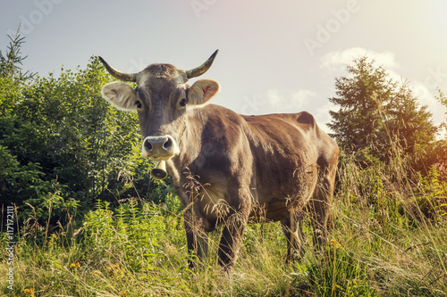 Fototapeta Naklejka Na Ścianę i Meble -  A cow with a bell around his neck grazing on a clear day