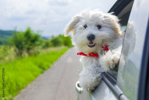 Fototapeta Naklejka Na Ścianę i Meble -  Bichon Frise Looking out of car window