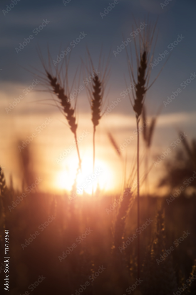 blurred silhouette a wheat ears on the sunset background. majestic sunrise on wheat field. dramatic picturesque summer scene. Autumn. beauty in the world. harvest concept blurred silhouette a wheat ears on the sunset background. majestic sunrise on wheat field. dramatic picturesque summer scene. Autumn. beauty in the world. harvest concept