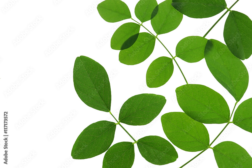 green leaves on white background for natural concept

