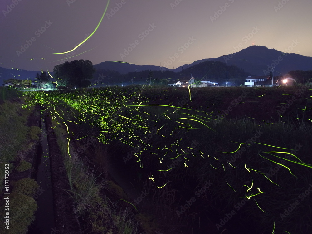 Foto 蛍の発光